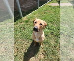 Small #1 Mutt