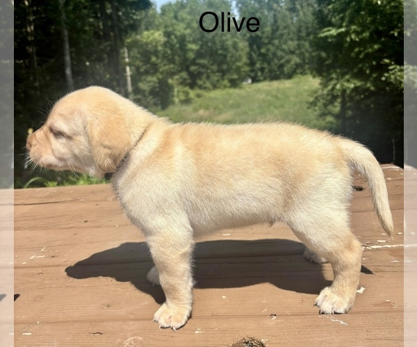 Medium Photo #9 Labrador Retriever Puppy For Sale in STANLEY, WI, USA