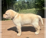Small Photo #9 Labrador Retriever Puppy For Sale in STANLEY, WI, USA
