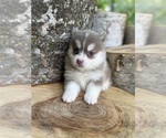 Small #16 Pomsky