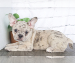 Small Photo #2 Faux Frenchbo Bulldog Puppy For Sale in RED LION, PA, USA