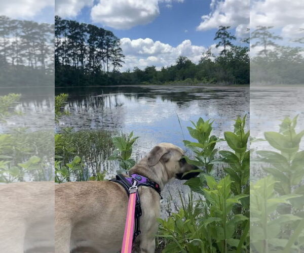 Medium Photo #4 Catahoula Leopard Dog-German Shepherd Dog Mix Puppy For Sale in The Woodlands, TX, USA