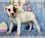Small Photo #1 Boxer Puppy For Sale in LANCASTER, PA, USA