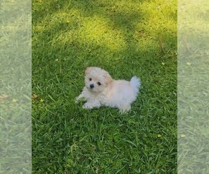 Maltese Puppy for Sale in COLON, Michigan USA