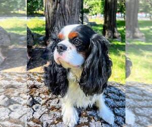 Father of the Cavalier King Charles Spaniel puppies born on 10/28/2023
