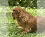 Small #1 Cavalier King Charles Spaniel