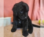 Small Photo #9 Bernedoodle Puppy For Sale in COOLIDGE, AZ, USA