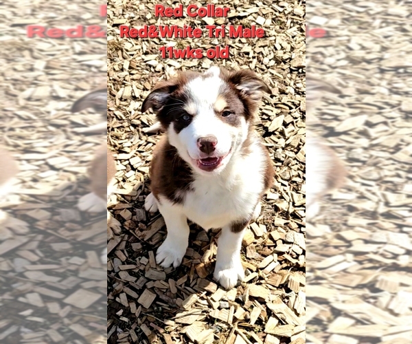 Medium Photo #1 Border Collie Puppy For Sale in BYBEE, TN, USA