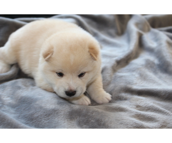 Medium Photo #7 Shiba Inu Puppy For Sale in VIRGINIA BCH, VA, USA