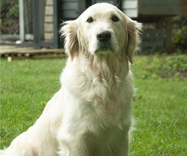 Medium Photo #19 Golden Retriever Puppy For Sale in MISHAWAKA, IN, USA