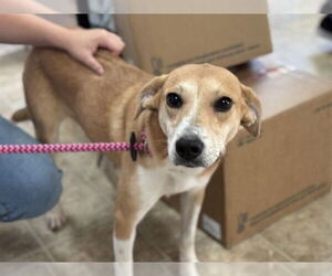 Medium American Staffordshire Terrier Mix