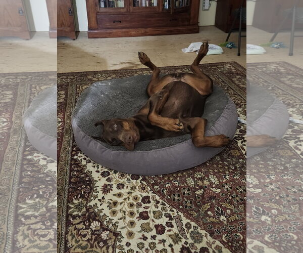 Medium Photo #2 Doberman Pinscher Puppy For Sale in Buffalo, MN, USA