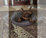 Small #1 Doberman Pinscher