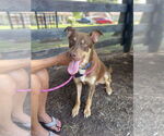 Small Australian Shepherd Mix