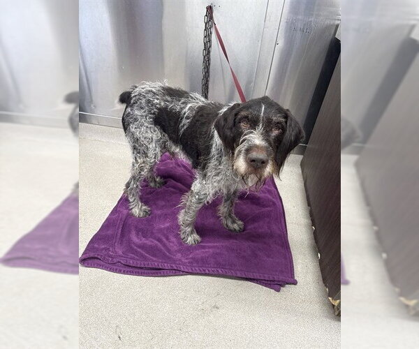 Medium Photo #1 German Wirehaired Pointer Puppy For Sale in Fairbanks, AK, USA