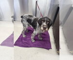 Small German Wirehaired Pointer