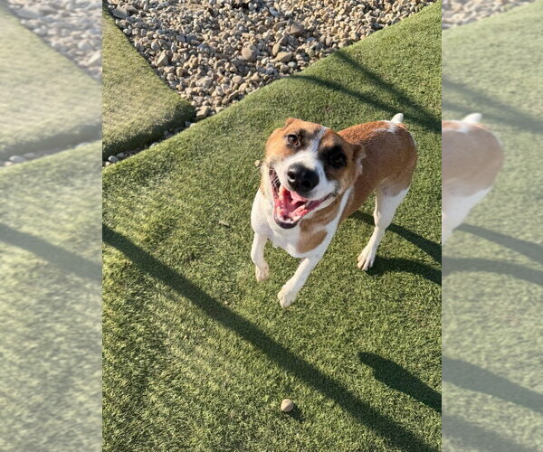Medium Photo #3 Mutt Puppy For Sale in Evansville, IN, USA