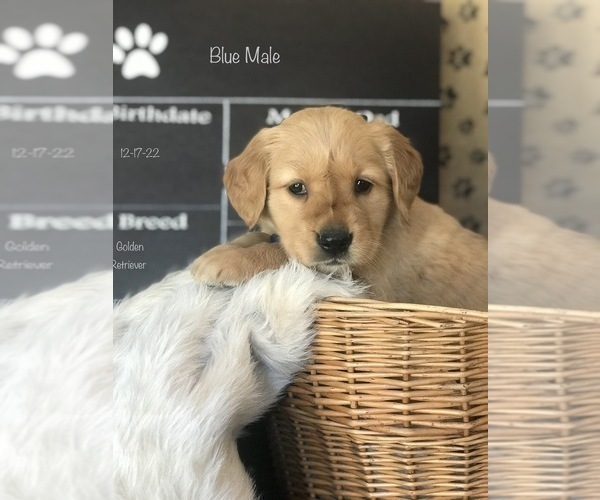 Medium Photo #2 Golden Retriever Puppy For Sale in SONORA, KY, USA