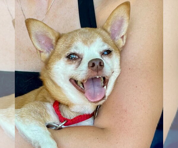 Medium Photo #24 Chihuahua-Unknown Mix Puppy For Sale in Canton, CT, USA