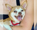 Small Photo #24 Chihuahua-Unknown Mix Puppy For Sale in Canton, CT, USA