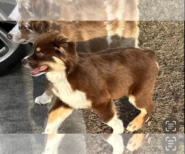 Medium Photo #1 Australian Shepherd Puppy For Sale in WAYCROSS, GA, USA