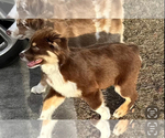 Small Photo #1 Australian Shepherd Puppy For Sale in WAYCROSS, GA, USA