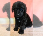 Small Photo #10 Bernedoodle Puppy For Sale in COOLIDGE, AZ, USA