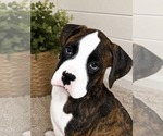 Image preview for Ad Listing. Nickname: Male 1