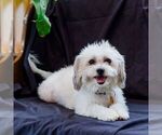 Small Photo #1 Poodle (Toy)-Zuchon Mix Puppy For Sale in NEWVILLE, PA, USA
