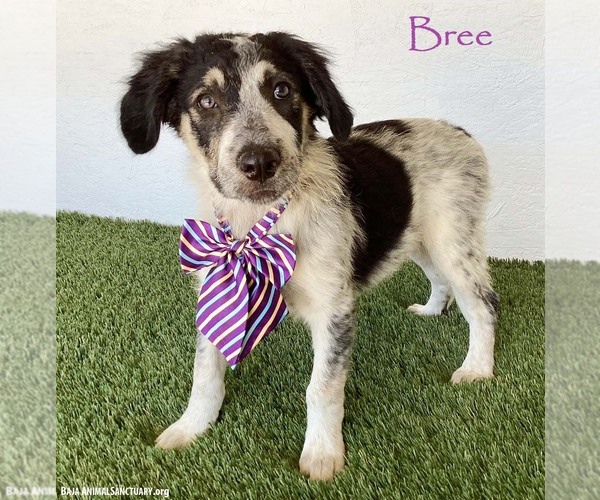 Medium Photo #1 Australian Shepherd-Unknown Mix Puppy For Sale in San Diego, CA, USA