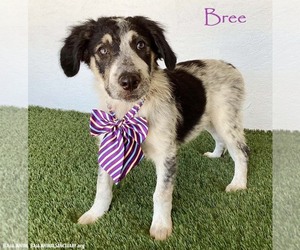 Australian Shepherd-Unknown Mix Dogs for adoption in San Diego, CA, USA