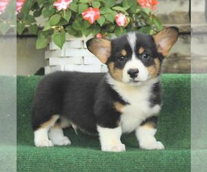 Pembroke Welsh Corgi Puppy for sale in NEWARK, DE, USA