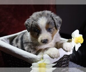 Australian Shepherd Puppy for sale in FREDERICKSBG, OH, USA