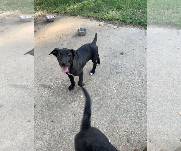 Medium Photo #3 Labrador Retriever-Unknown Mix Puppy For Sale in The Woodlands, TX, USA