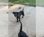 Small #2 Labrador Retriever Mix