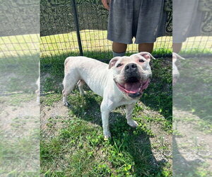 Mutt Dogs for adoption in Abbeville, LA, USA
