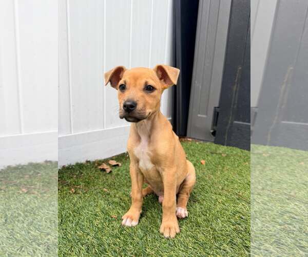 Medium Photo #2 Boxer-Unknown Mix Puppy For Sale in Pompano Beach , FL, USA