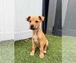 Small #1 Boxer Mix