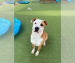 Small #1 American Pit Bull Terrier Mix