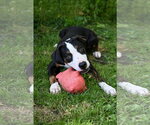 Small #4 Mutt