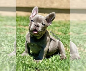 French Bulldog Puppy for sale in OJAI, CA, USA
