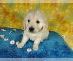Small Photo #21 English Cream Golden Retriever Puppy For Sale in PEYTON, CO, USA