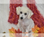 Small #2 Bichpoo