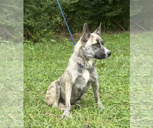 Medium Photo #4 American Pit Bull Terrier-Unknown Mix Puppy For Sale in Wetumpka, AL, USA