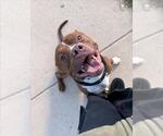 *HUBBA - Male American Pit Bull Terrier Dog for Adoption - Small photo