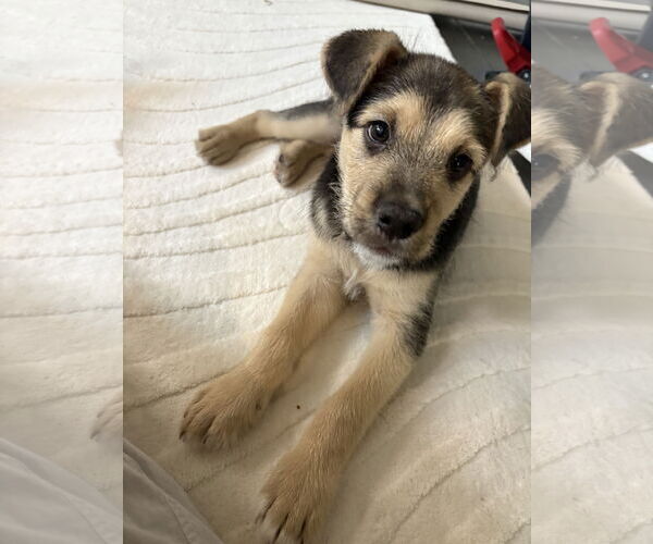 Medium Photo #6 German Shepherd Dog-Unknown Mix Puppy For Sale in The Woodlands, TX, USA