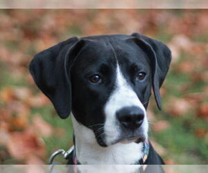 Pointer-Treeing Walker Coonhound Mix Dogs for adoption in Cookeville, TN, USA