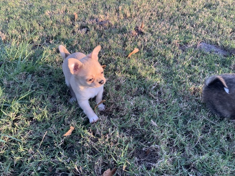 Medium Photo #2 Chihuahua Puppy For Sale in CHARLESTON, SC, USA