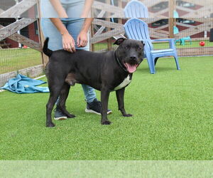 American Pit Bull Terrier Dogs for adoption in Chestertown, MD, USA