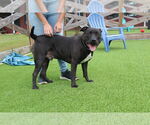 Small American Pit Bull Terrier